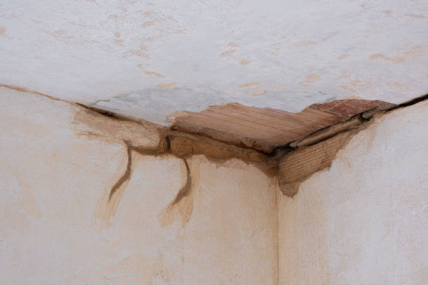 Best Local water damage restoration  in Timber Pines, FL