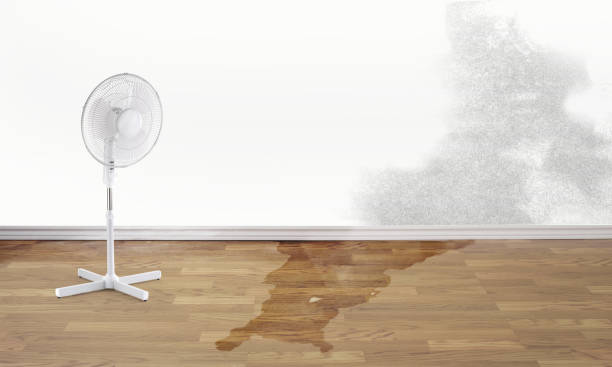 Best Water damage restoration near me  in Timber Pines, FL