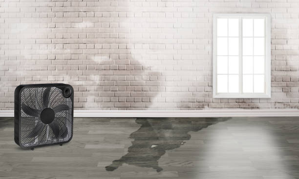 Best Carpet water damage restoration  in Timber Pines, FL